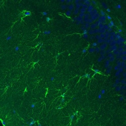 Glutamine Synthetase Antibody (CL3004) - Azide and BSA Free, Novus Biologicals
