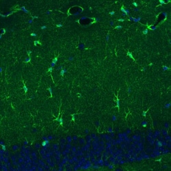 Glutamine Synthetase Antibody (CL3004) - Azide and BSA Free, Novus Biologicals