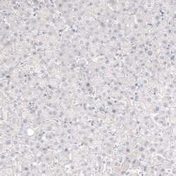 CNPase Antibody (CL2871) - Azide and BSA Free, Novus Biologicals 100 ul;