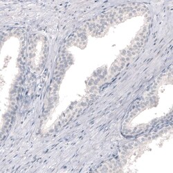 CNPase Antibody (CL2871) - Azide and BSA Free, Novus Biologicals 100 ul;