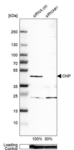 CNPase Antibody (CL2871) - Azide and BSA Free, Novus Biologicals 100 ul;