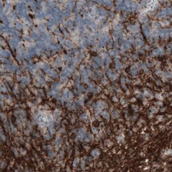 CNPase Antibody (CL2872) - Azide and BSA Free, Novus Biologicals 100 ul;
