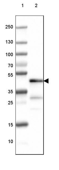 CNPase Antibody (CL2872) - Azide and BSA Free, Novus Biologicals 100 ul;