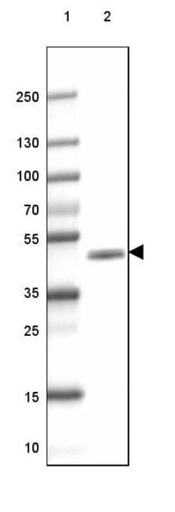 CNPase Antibody (CL2872) - Azide and BSA Free, Novus Biologicals 100 ul;