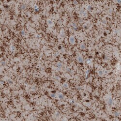 CNPase Antibody (CL2872) - Azide and BSA Free, Novus Biologicals 100 ul;