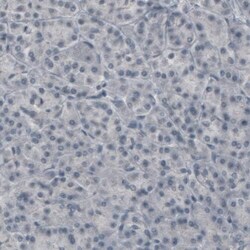 CNPase Antibody (CL2872) - Azide and BSA Free, Novus Biologicals 100 ul;