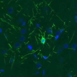 CNPase Antibody (CL2872) - Azide and BSA Free, Novus Biologicals 100 ul;