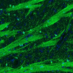 CNPase Antibody (CL2872) - Azide and BSA Free, Novus Biologicals 100 ul;