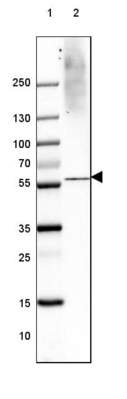 VGLUT1 Antibody (CL2754) - Azide and BSA Free, Novus Biologicals 100 ul;