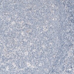 VGLUT1 Antibody (CL2754) - Azide and BSA Free, Novus Biologicals 100 ul;