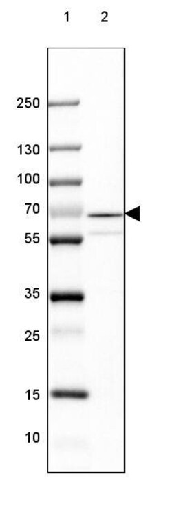 GAD1/GAD67 Antibody (CL2911) - Azide and BSA Free, Novus Biologicals 100