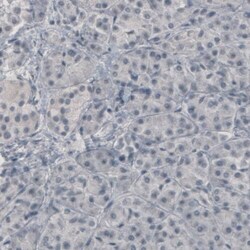 GAD1/GAD67 Antibody (CL2911) - Azide and BSA Free, Novus Biologicals 100