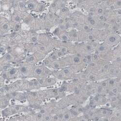 GAD1/GAD67 Antibody (CL2914) - Azide and BSA Free, Novus Biologicals 100