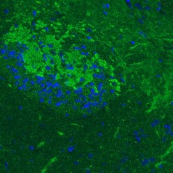 GAD1/GAD67 Antibody (CL2914) - Azide and BSA Free, Novus Biologicals 100