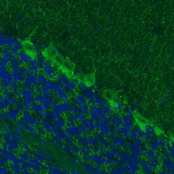 GAD1/GAD67 Antibody (CL2914) - Azide and BSA Free, Novus Biologicals 100