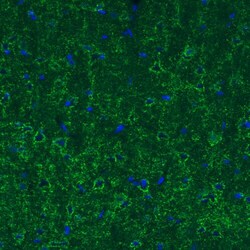 GAD1/GAD67 Antibody (CL2914) - Azide and BSA Free, Novus Biologicals 100