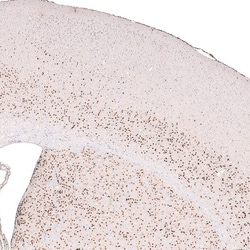 FoxP2 Antibody (CL5310) - Azide and BSA Free, Novus Biologicals 100 ul;