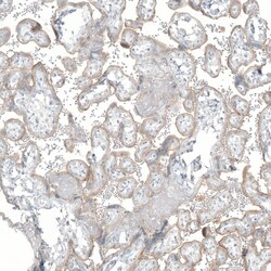 NET1 Antibody (CL3063) - Azide and BSA Free, Novus Biologicals 100 ul;