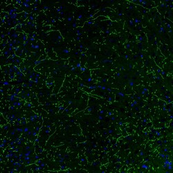 NET1 Antibody (CL3063) - Azide and BSA Free, Novus Biologicals 100 ul;
