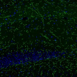 NET1 Antibody (CL3063) - Azide and BSA Free, Novus Biologicals 100 ul;
