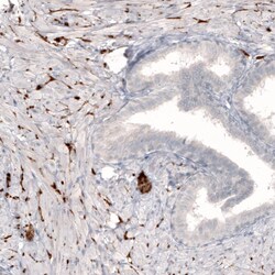 NET1 Antibody (CL3063) - Azide and BSA Free, Novus Biologicals 100 ul;