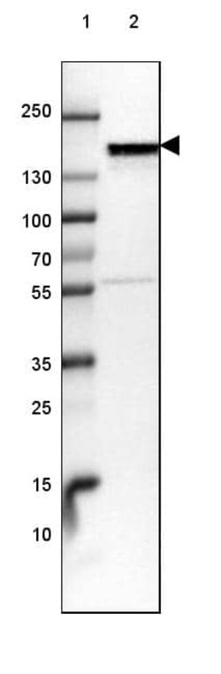 NF-M Antibody (CL2688) - Azide and BSA Free, Novus Biologicals 100 ul;