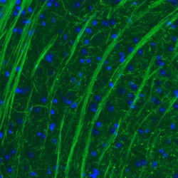 NF-M Antibody (CL2688) - Azide and BSA Free, Novus Biologicals 100 ul;