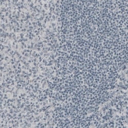 NF-M Antibody (CL2688) - Azide and BSA Free, Novus Biologicals 100 ul;