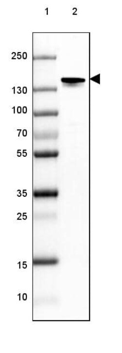 NF-M Antibody (CL2697) - Azide and BSA Free, Novus Biologicals 100 ul;