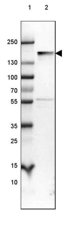 NF-M Antibody (CL2697) - Azide and BSA Free, Novus Biologicals 100 ul;