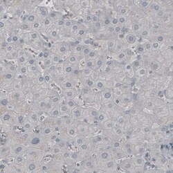 NF-M Antibody (CL2697) - Azide and BSA Free, Novus Biologicals 100 ul;