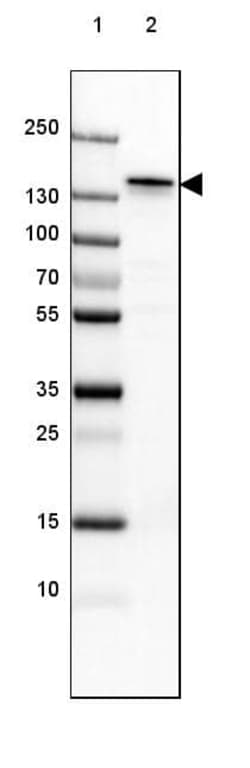 NF-M Antibody (CL2705) - Azide and BSA Free, Novus Biologicals 100 ul;
