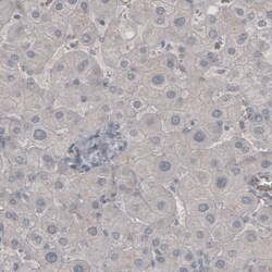 NF-M Antibody (CL2705) - Azide and BSA Free, Novus Biologicals 100 ul;