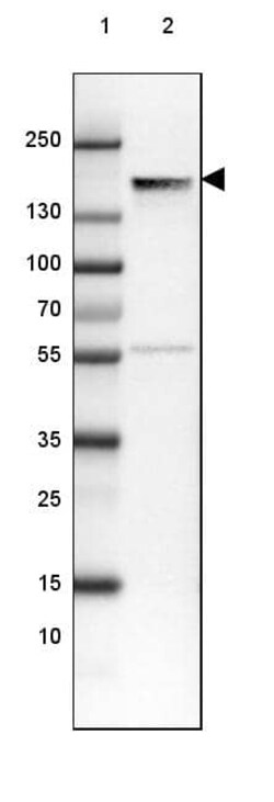 NF-M Antibody (CL2705) - Azide and BSA Free, Novus Biologicals 100 ul;