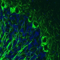 NF-M Antibody (CL2705) - Azide and BSA Free, Novus Biologicals 100 ul;
