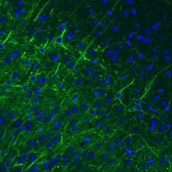 NF-M Antibody (CL2705) - Azide and BSA Free, Novus Biologicals 100 ul;