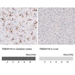 TMEM119 Antibody (CL8714) - Azide and BSA Free, Novus Biologicals 100 ul;