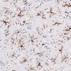 TMEM119 Antibody (CL8714) - Azide and BSA Free, Novus Biologicals 100 ul;