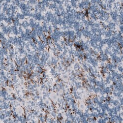 TMEM119 Antibody (CL8714) - Azide and BSA Free, Novus Biologicals 100 ul;