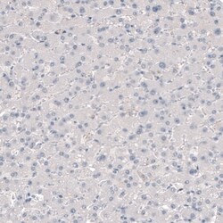 TMEM119 Antibody (CL8714) - Azide and BSA Free, Novus Biologicals 100 ul;