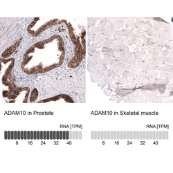 ADAM10 Antibody (CL13808) - Azide and BSA Free, Novus Biologicals 100 ul;