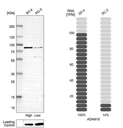 ADAM10 Antibody (CL13808) - Azide and BSA Free, Novus Biologicals 100 ul;
