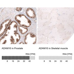 ADAM10 Antibody (CL13815) - Azide and BSA Free, Novus Biologicals 100 ul;
