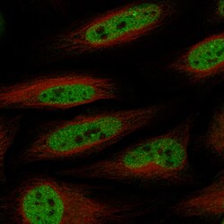 Brg1 Antibody (CL13779) - Azide and BSA Free, Novus Biologicals 100 ul;