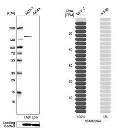 Brg1 Antibody (CL13779) - Azide and BSA Free, Novus Biologicals 100 ul;