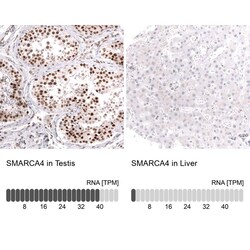Brg1 Antibody (CL13783) - Azide and BSA Free, Novus Biologicals 100 ul;