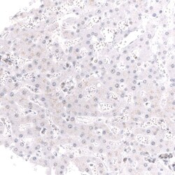 Brg1 Antibody (CL13783) - Azide and BSA Free, Novus Biologicals 100 ul;