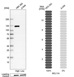Ctip1 Antibody (CL13501) - Azide and BSA Free, Novus Biologicals 100 ul;