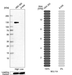 Ctip1 Antibody (CL13530) - Azide and BSA Free, Novus Biologicals 100 ul;