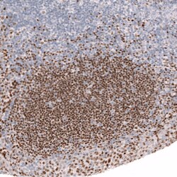 Ctip1 Antibody (CL13530) - Azide and BSA Free, Novus Biologicals 100 ul;